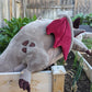 Sleepy Time Dragon - Dusty Red - PRE-ORDER