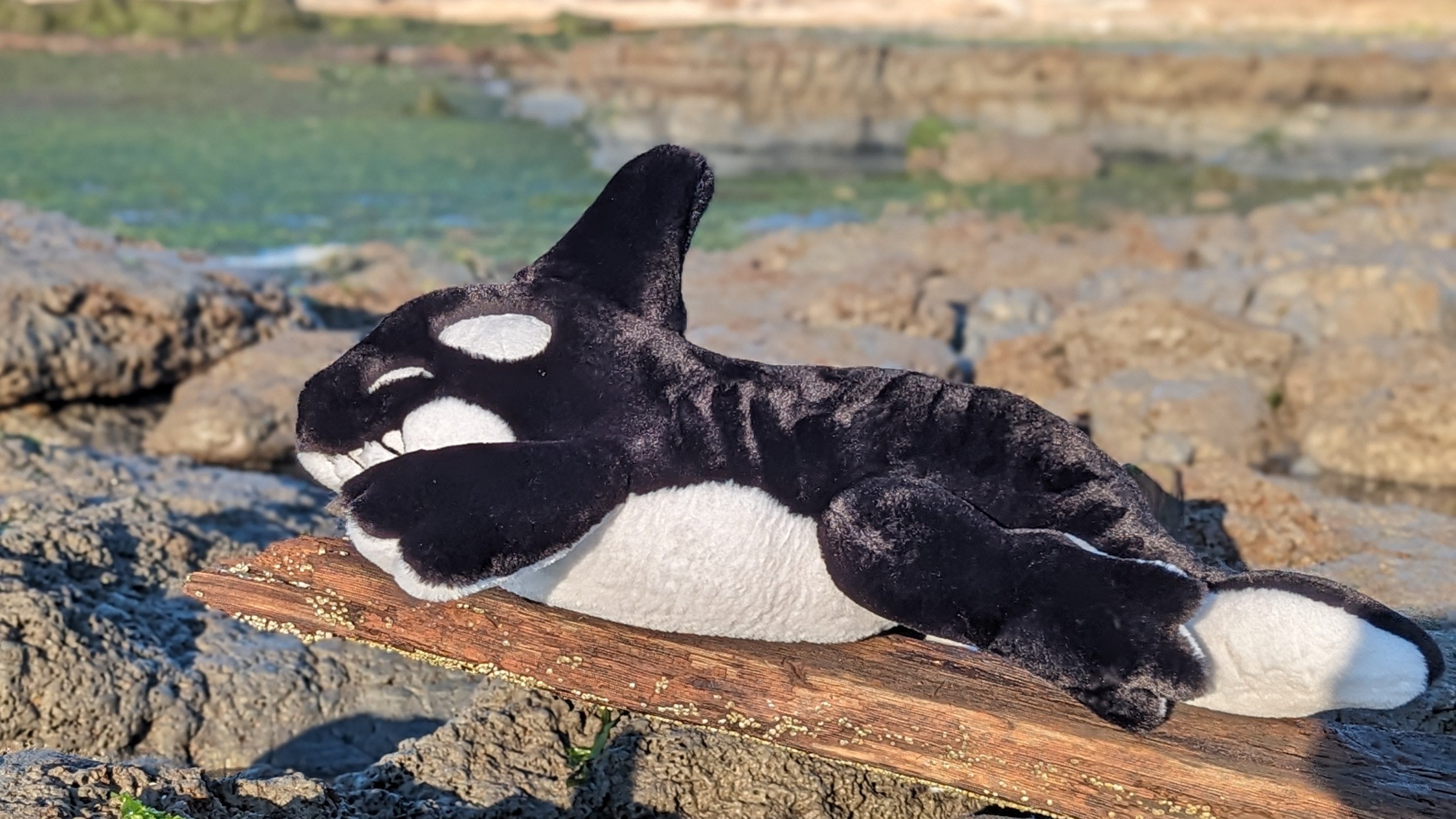 Orca Creature - Mini – Creep Cat Toy Company