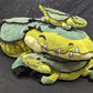 24 inch Flat Gator Plush