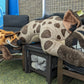 6 ft Spotted Hyena