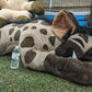 6 ft Spotted Hyena